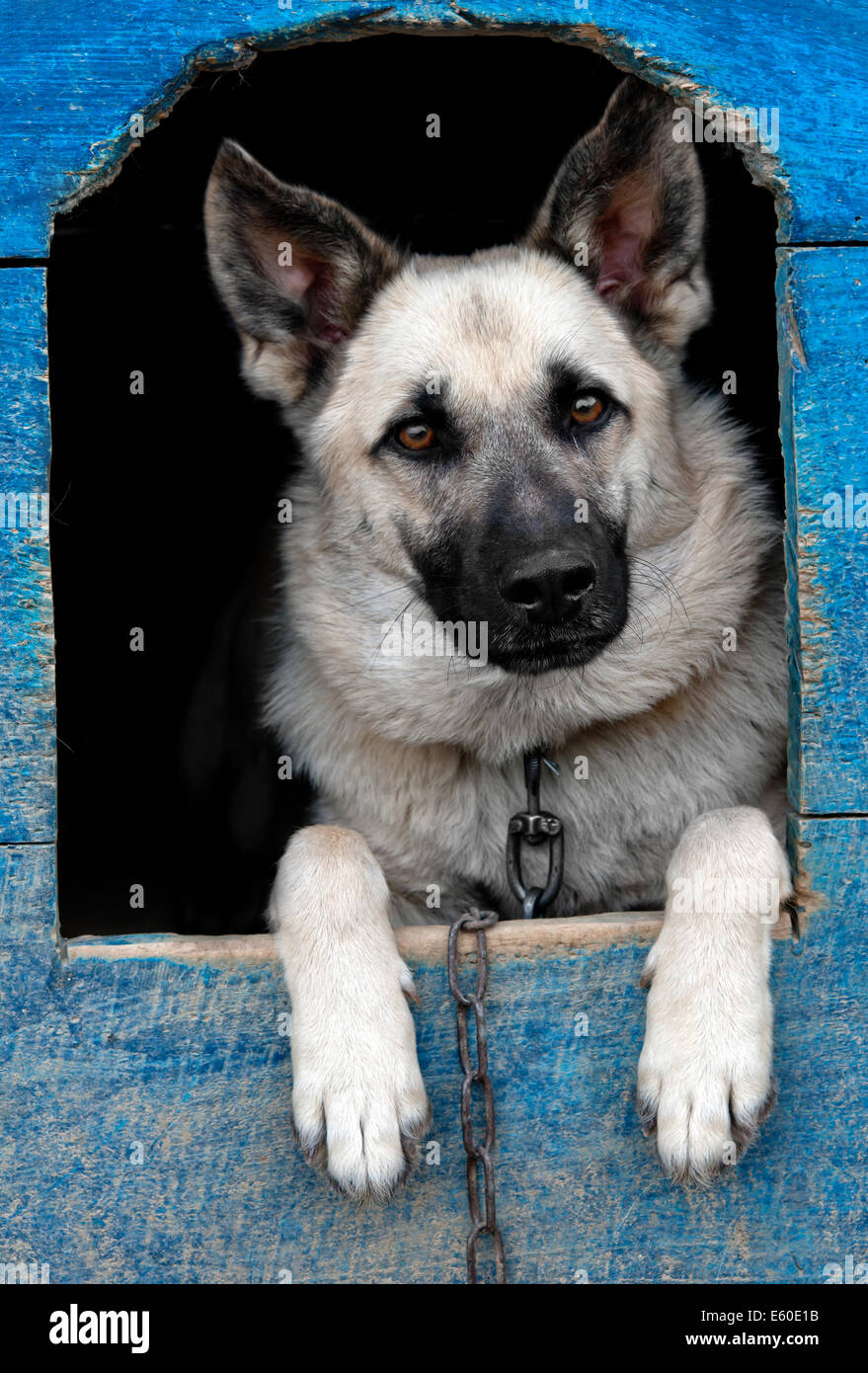 Chien de berger est dans une maison Banque D'Images