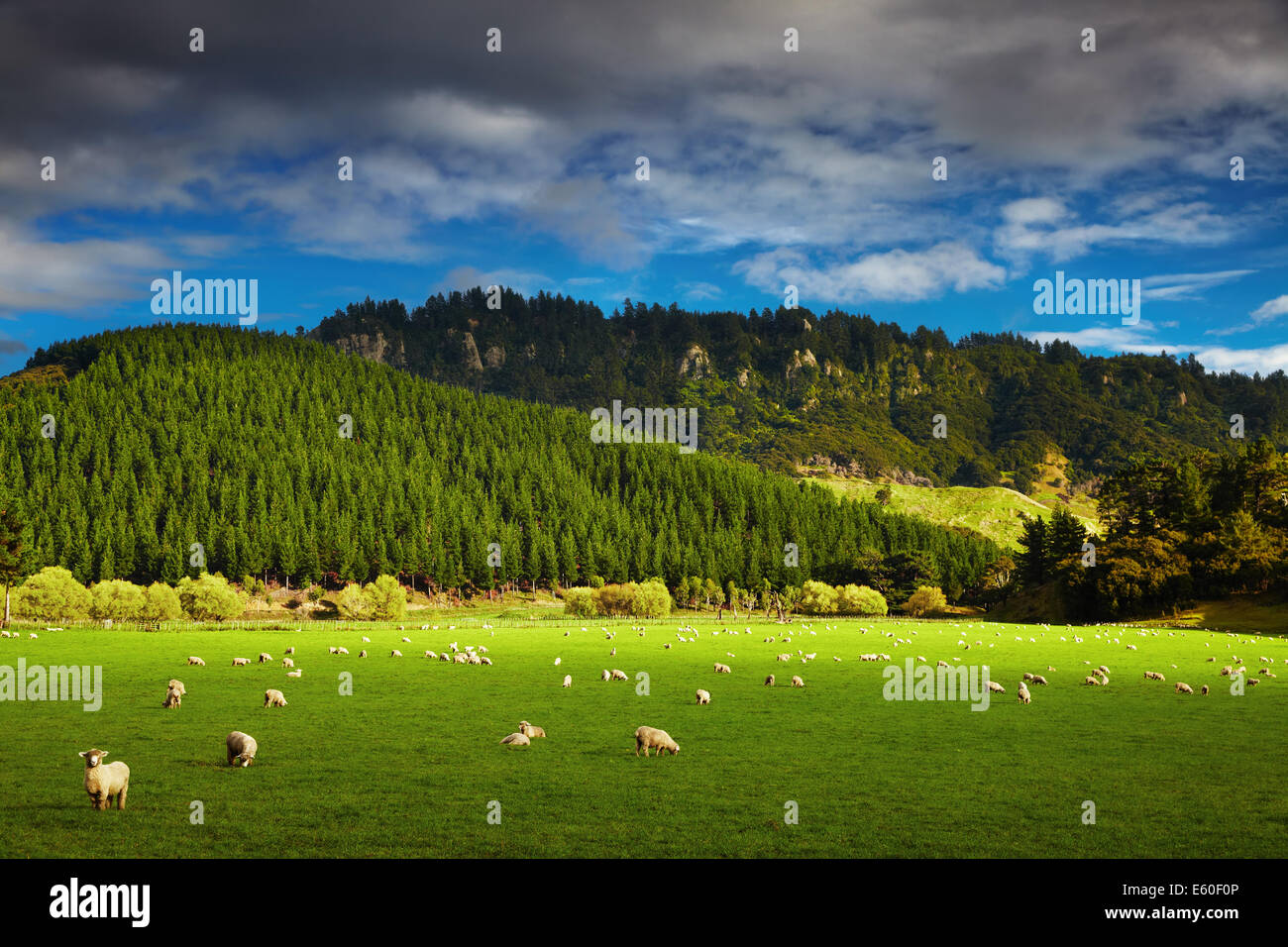 Paysage de forêt et le pâturage des moutons, North Island, New Zealand Banque D'Images