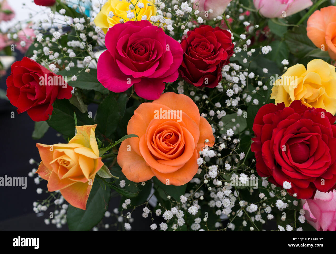 Divers roses coloré dans un affichage de pulvérisation Banque D'Images