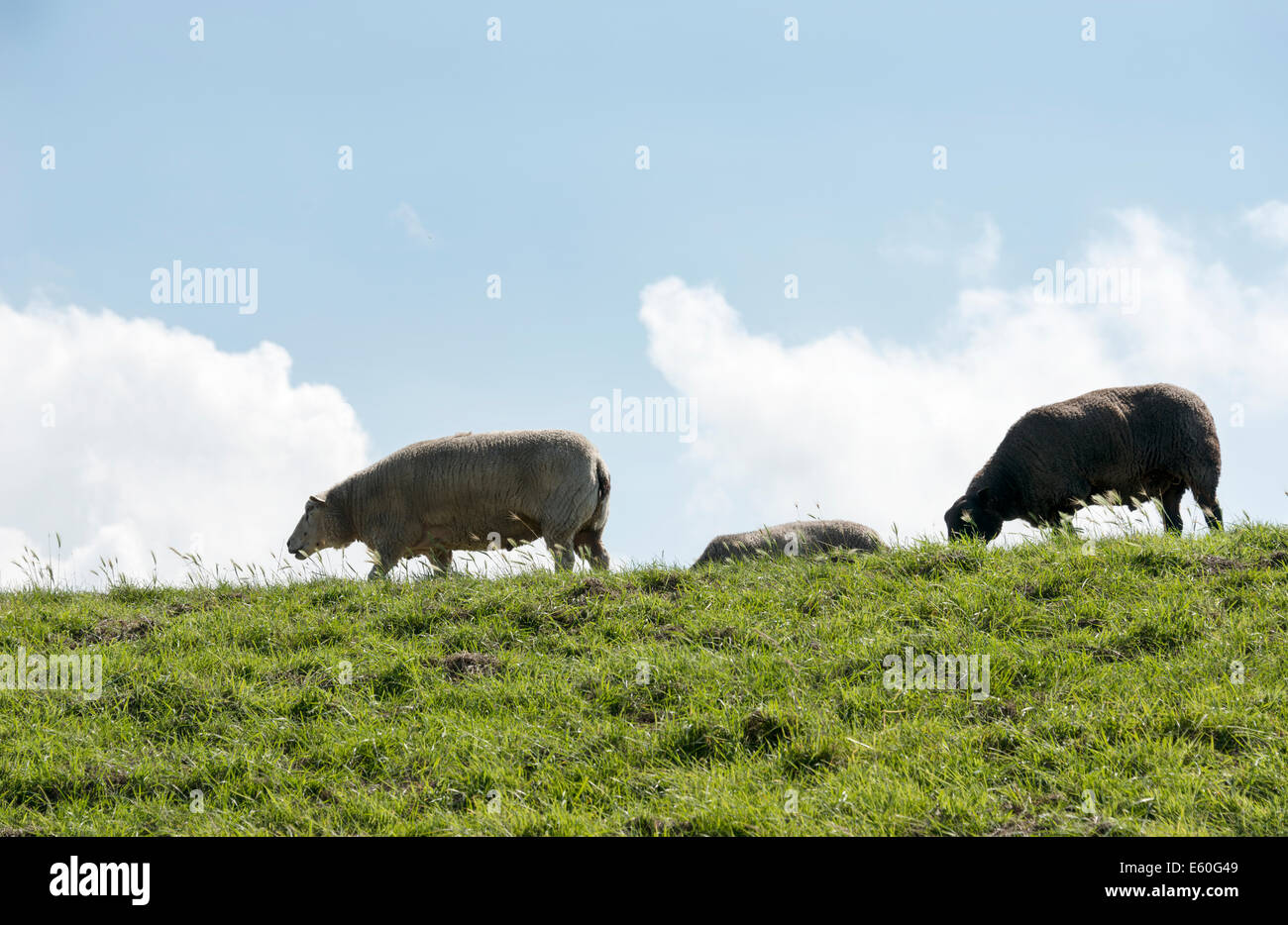 Quelques moutons sur la digue en Hollande Banque D'Images
