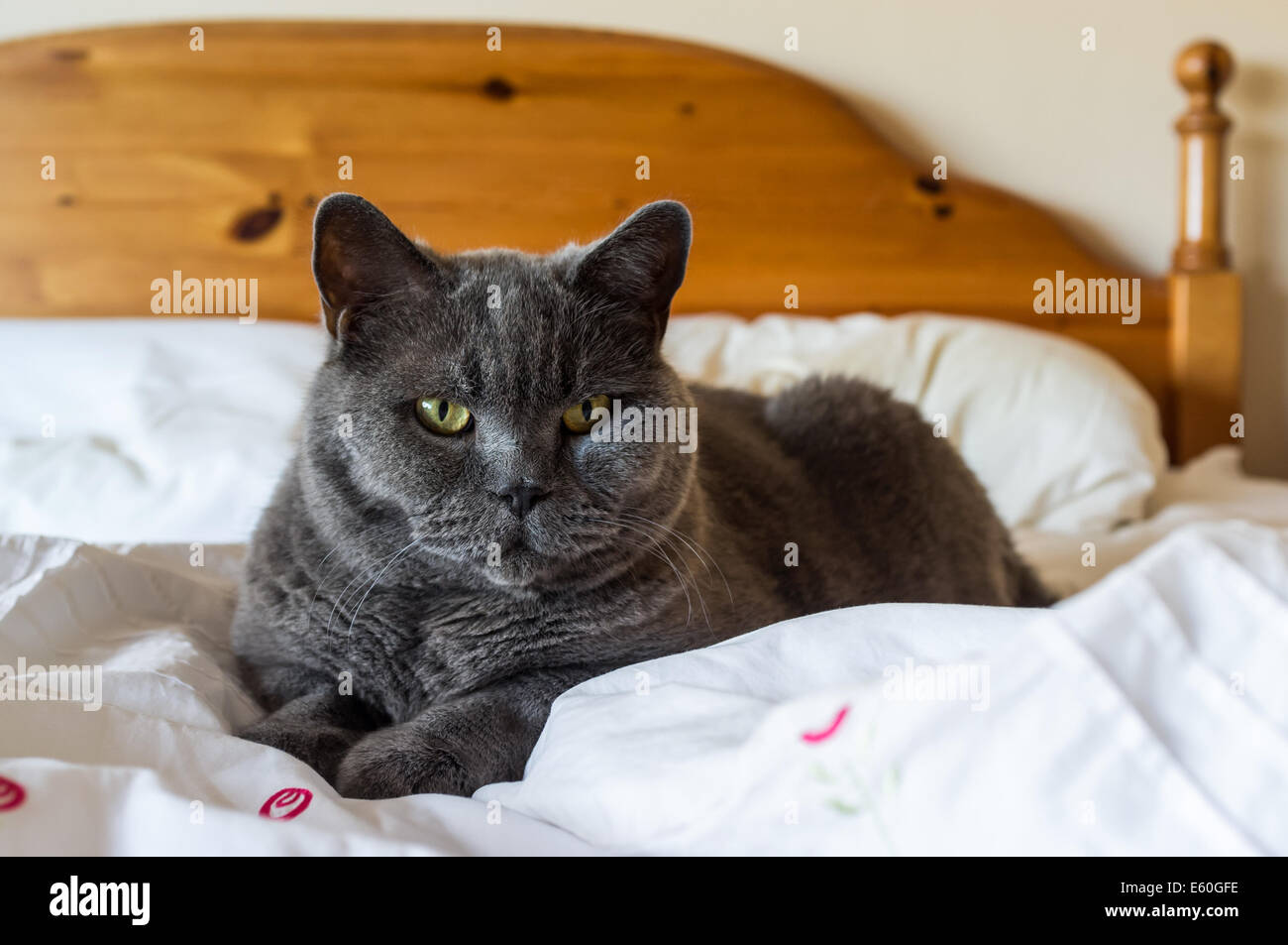 Devon, Angleterre. Août 2014. Un mâle adulte British Blue Cat lounges de sur un lit. Banque D'Images