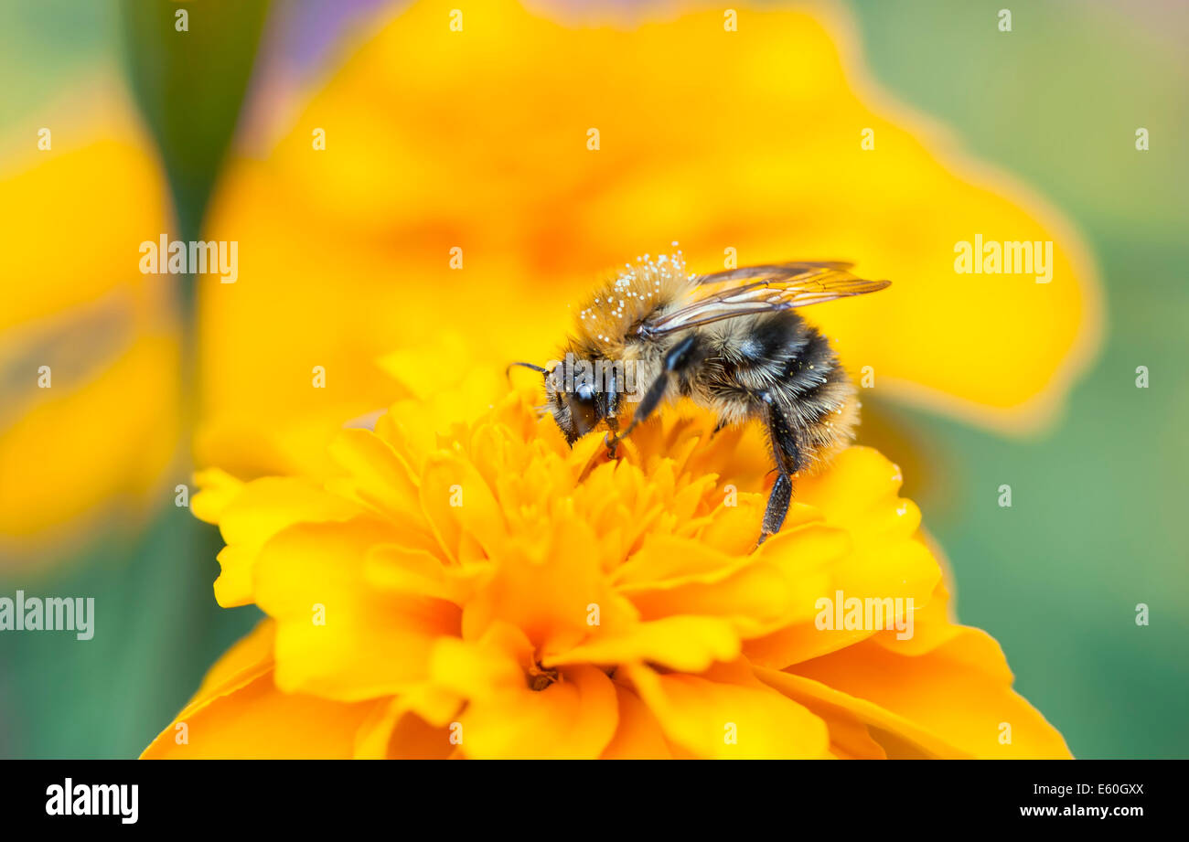 Petite Abeille recueille le miel provenant d'une fleur fleur jaune Banque D'Images Petite Abeille recueille le miel provenant d'une fleur fleur jaune Banque D'Images