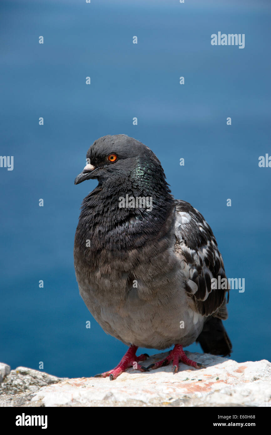 Pigeon de la Méditerranée sur les murs de la ville de Dubrovnik, Croatie Banque D'Images