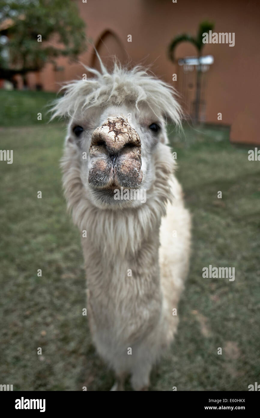 Funny face animal animal. Alpaca vicugna pacos. L'Amérique du sud de lama comme animal domestique Banque D'Images