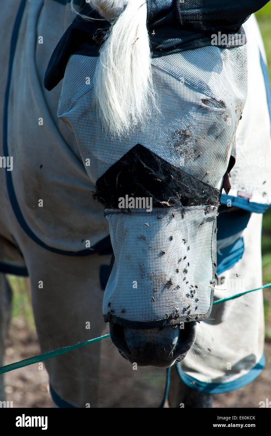 Horse fly mask le couvercle pour protéger contre les mouches Banque D'Images