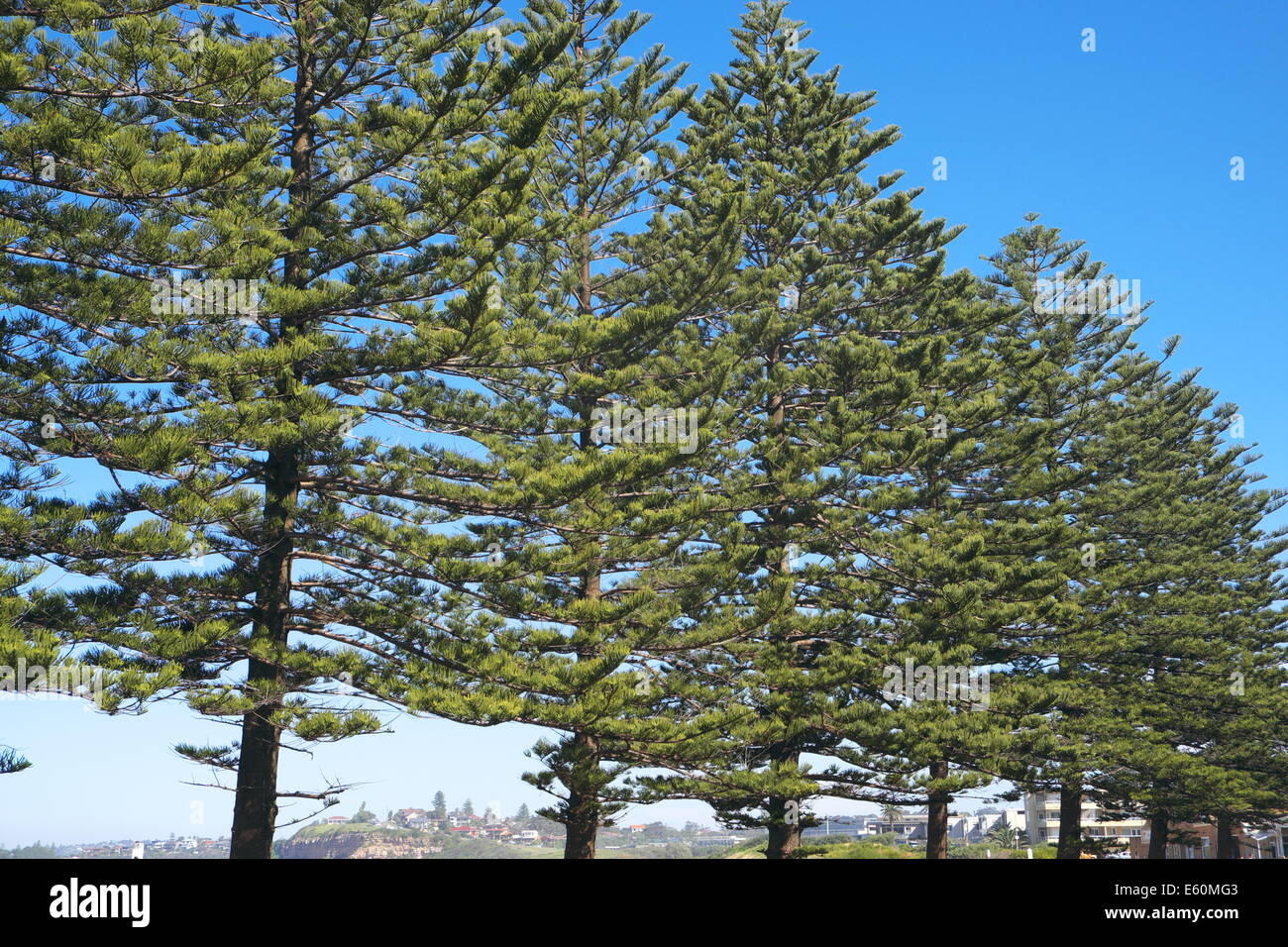 Araucaria heterophylla (synonyme A. excelsa) est un conifère, nom vernaculaire de l'île Norfolk Pine Tree , Sydney beach Banque D'Images
