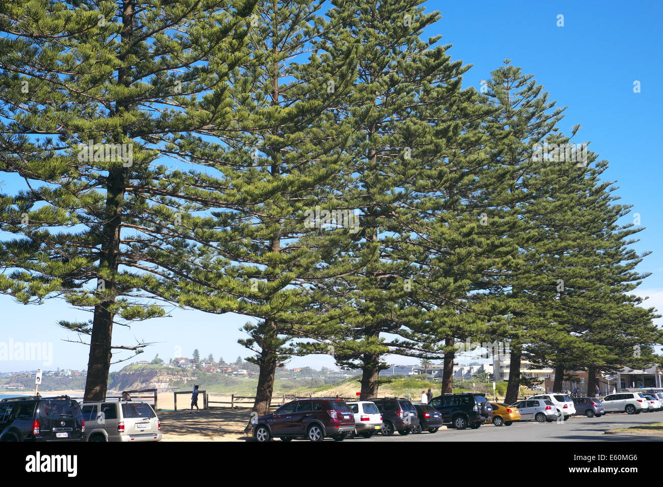 Araucaria heterophylla (synonyme A. excelsa) est un conifère, nom vernaculaire de l'île Norfolk Pine Tree , Sydney beach Banque D'Images