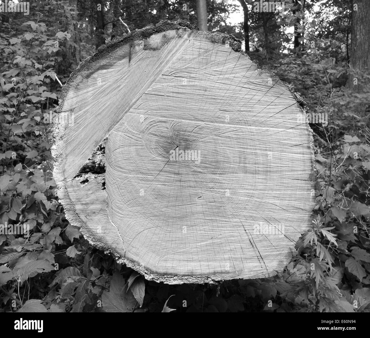 La vieille souche d'arbre Cette vieille souche d'arbre montre les dégâts causés par les insectes et ont dû être coupés. Banque D'Images