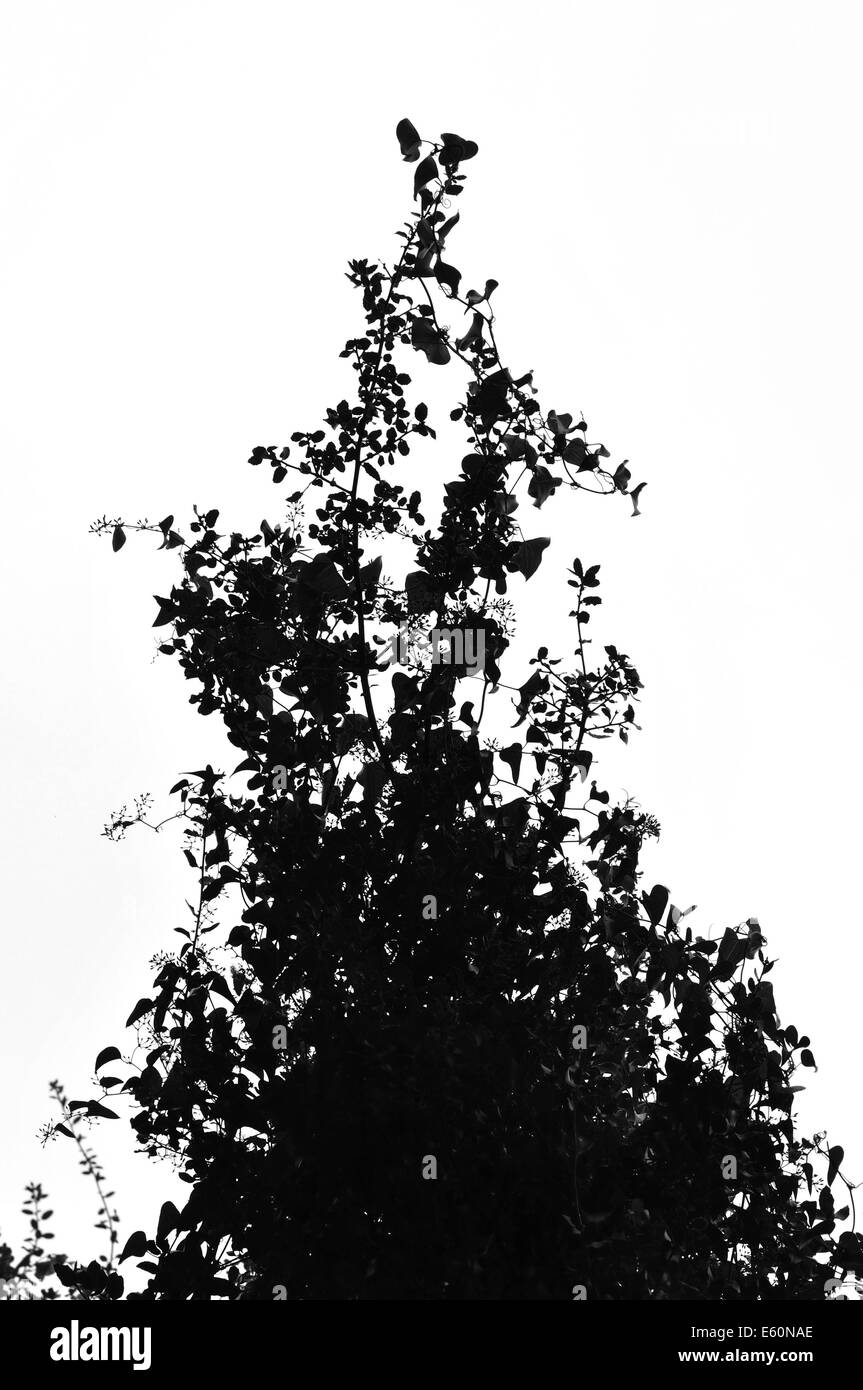 Lierre enchevêtré de réducteur sur les branches d'arbustes en chêne. Silhouette en noir et blanc. Banque D'Images