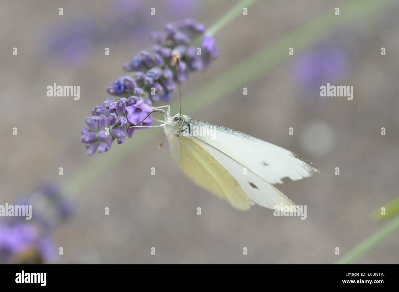 Grand Papillon Blanc sur des fleurs de lavande Banque D'Images