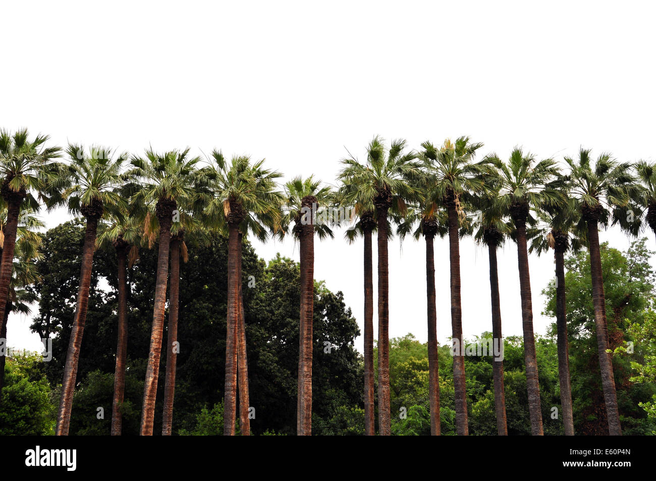 Rangée de palmiers et de végétation tropicale silhouette sur fond blanc. Banque D'Images