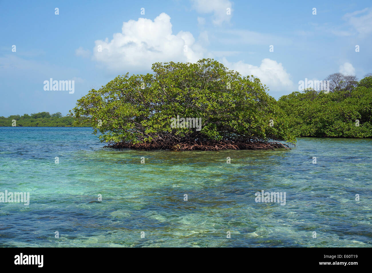 Îlot de palétuvier dans la mer des Caraïbes, l'archipel de Bocas del Toro, PANAMA, Amérique Centrale Banque D'Images