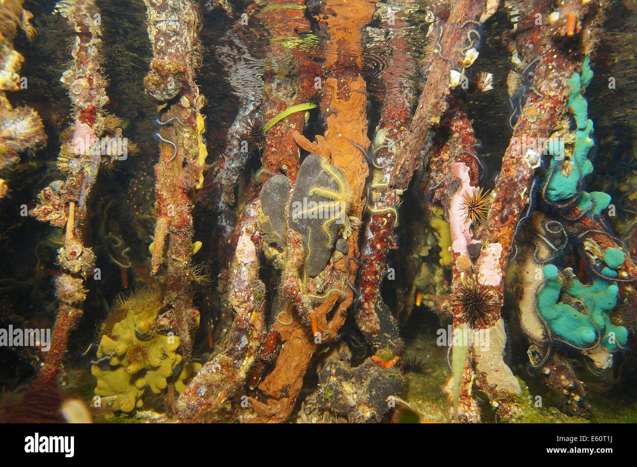 Les racines de la mangrove la vie sous-marine colorée avec la mer des Caraïbes, mer Banque D'Images