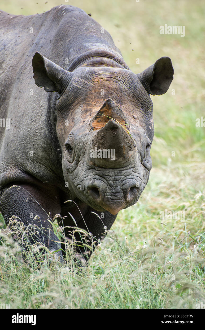 Le rhinocéros noir en captivité Banque D'Images