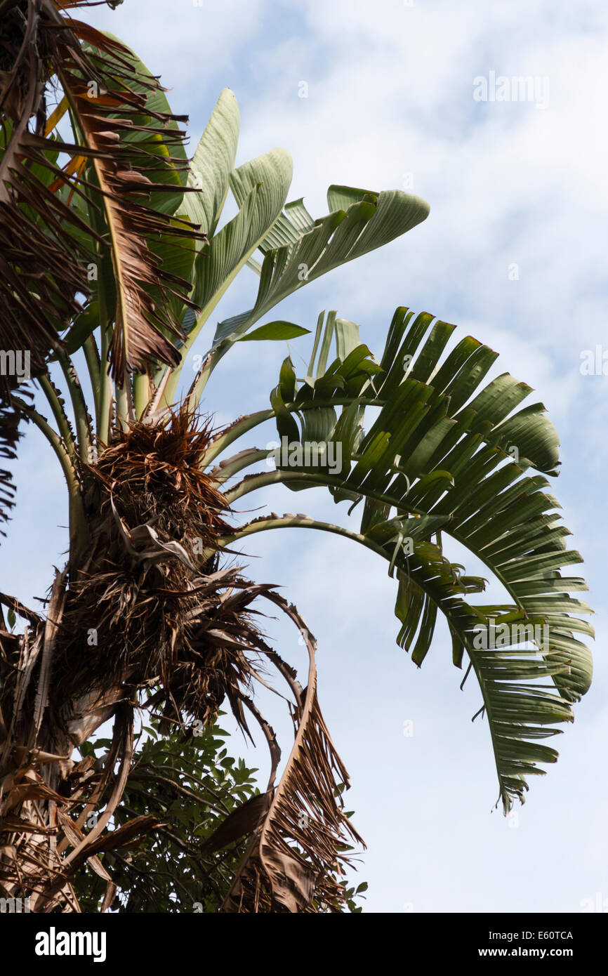Wind split fronde de l'oiseau du paradis géant Strelitzia nicolai, l'usine Banque D'Images