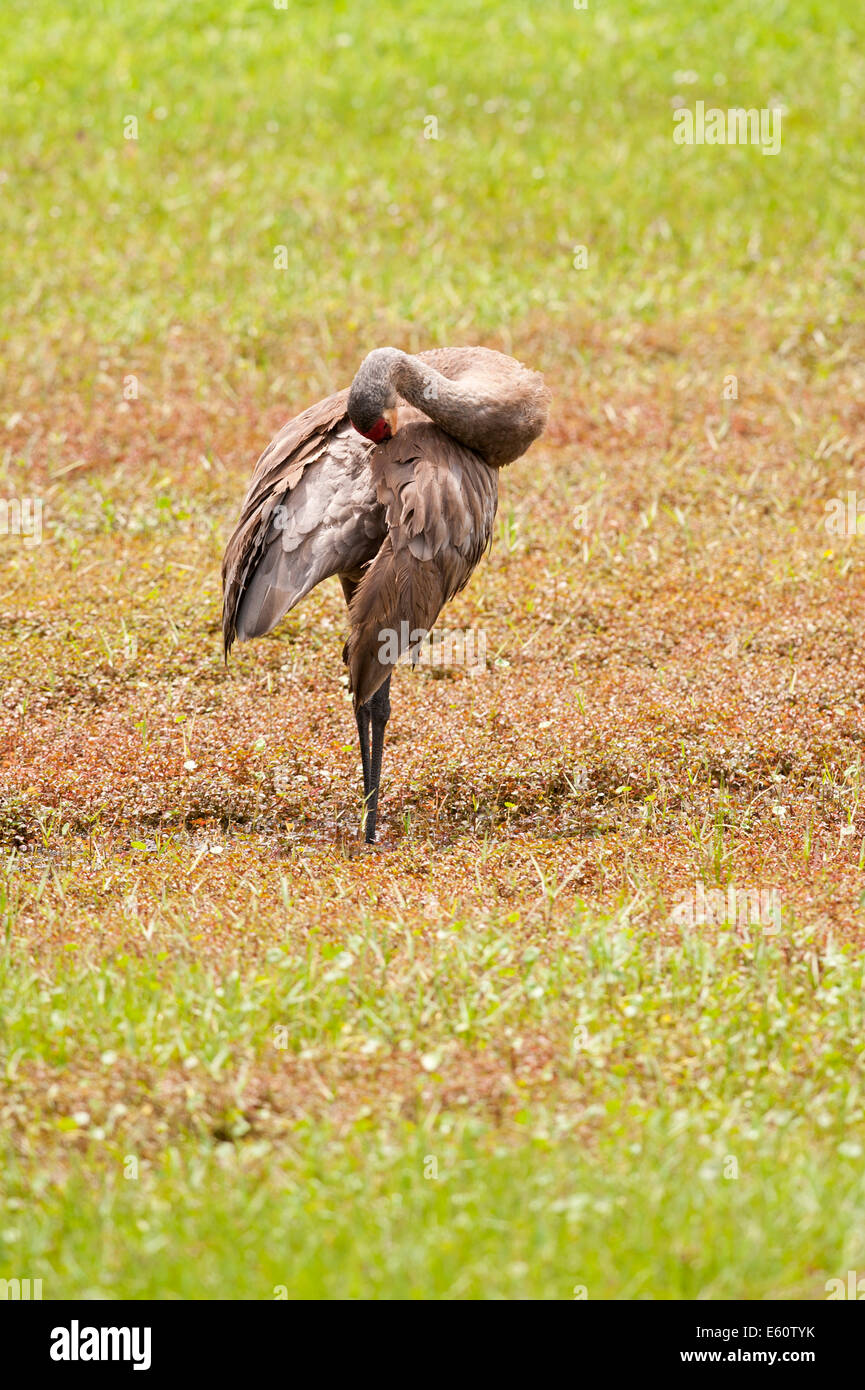 Grue du Canada (Grus canadensis Kissimmee Florida USA Banque D'Images
