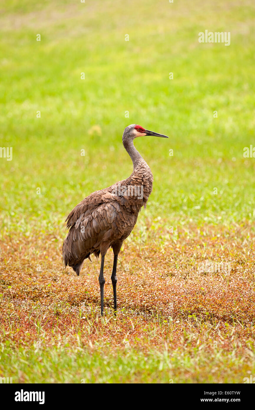 Grue du Canada (Grus canadensis Kissimmee Florida USA Banque D'Images