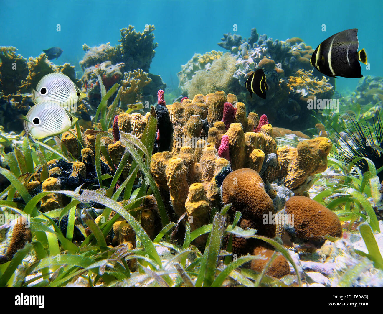 Vie sous-marine dans la mer d'un récif de corail de la mer des Caraïbes Banque D'Images