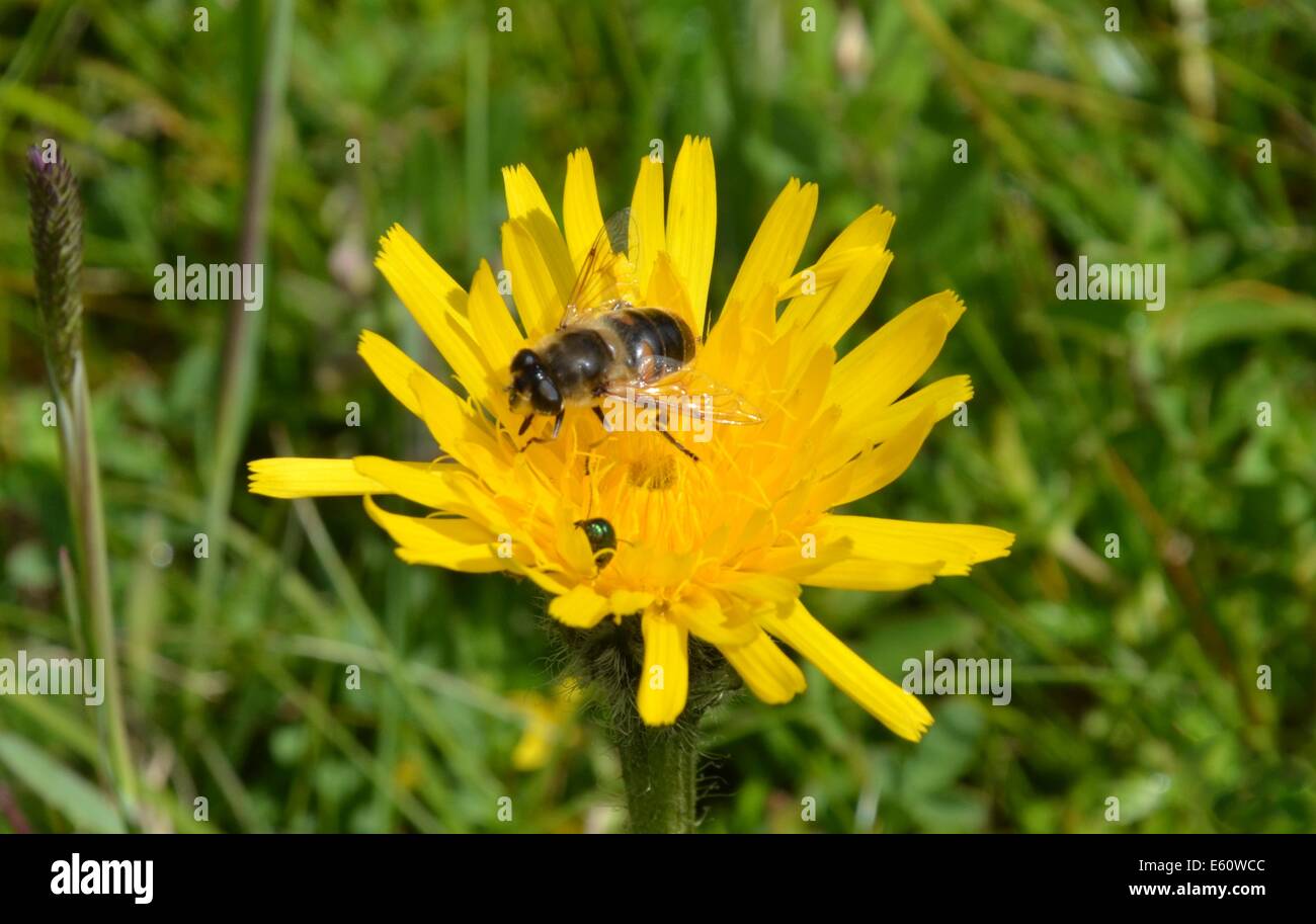 Tabac la montagne avec une abeille mellifère Banque D'Images