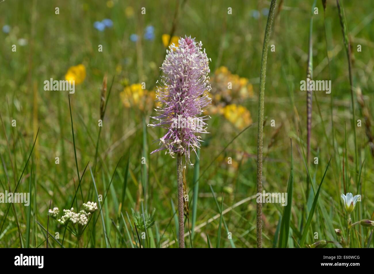 Fleurs sauvages alpines plantain plantain lancéole buckhorn angustifolié Banque D'Images