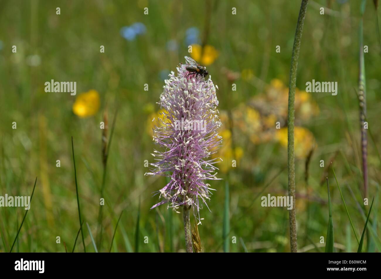 Fleurs sauvages alpines plantain plantain lancéole buckhorn angustifolié avec une mouche sur le dessus Banque D'Images