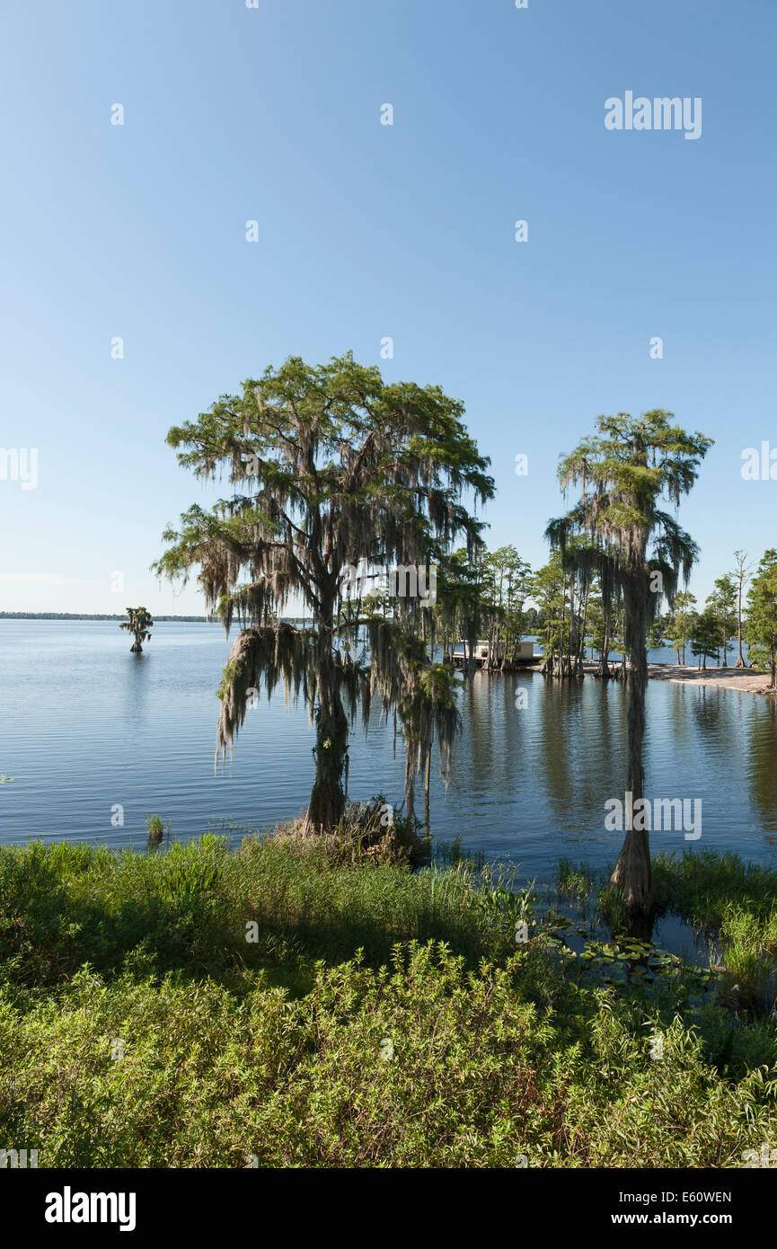 Un lac Cypress Cove, dans le comté de Lake Central Florida Banque D'Images