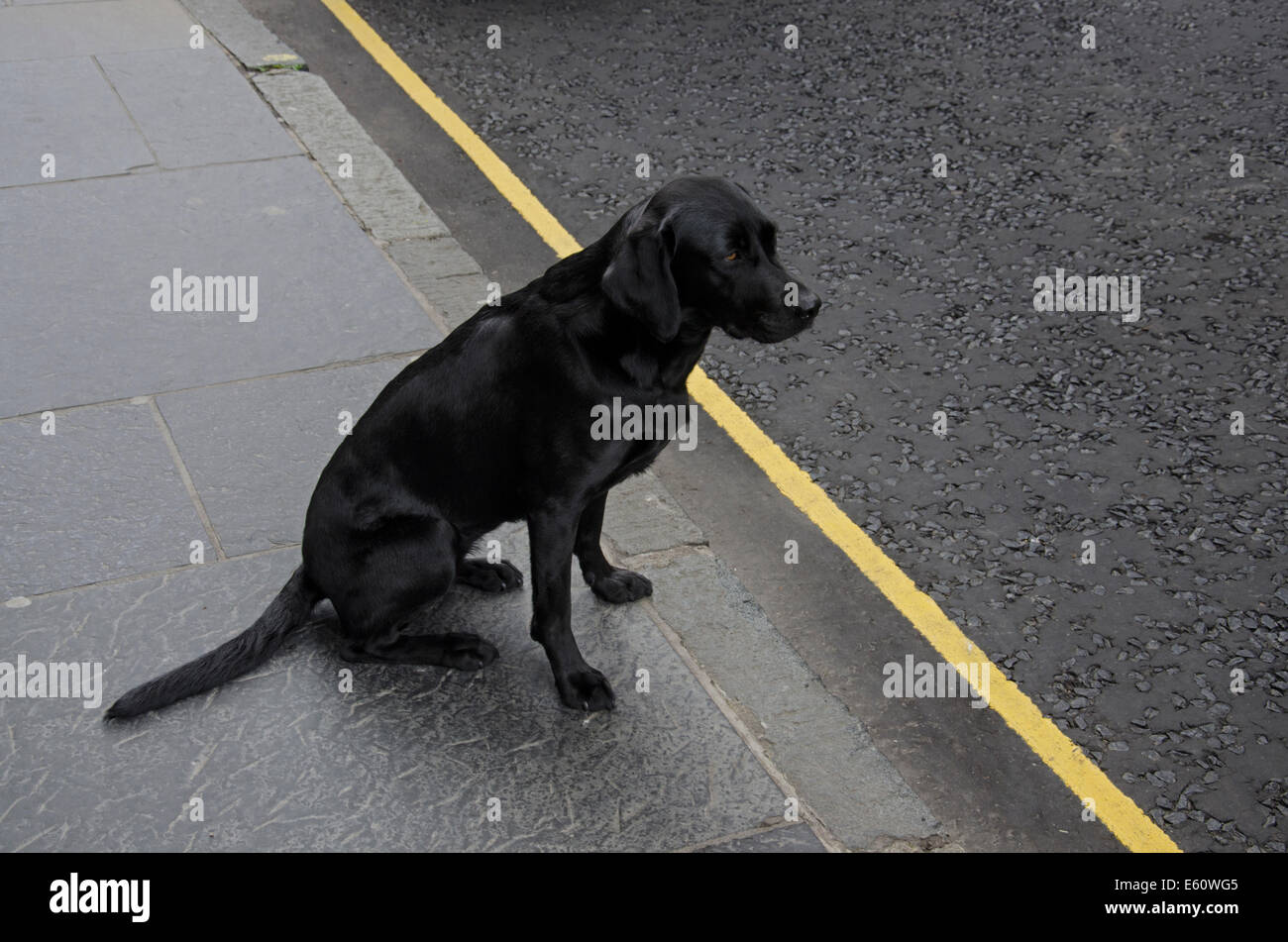 Un chien labrador noir assis sur le trottoir à côté d'une ligne jaune sur la route. Banque D'Images