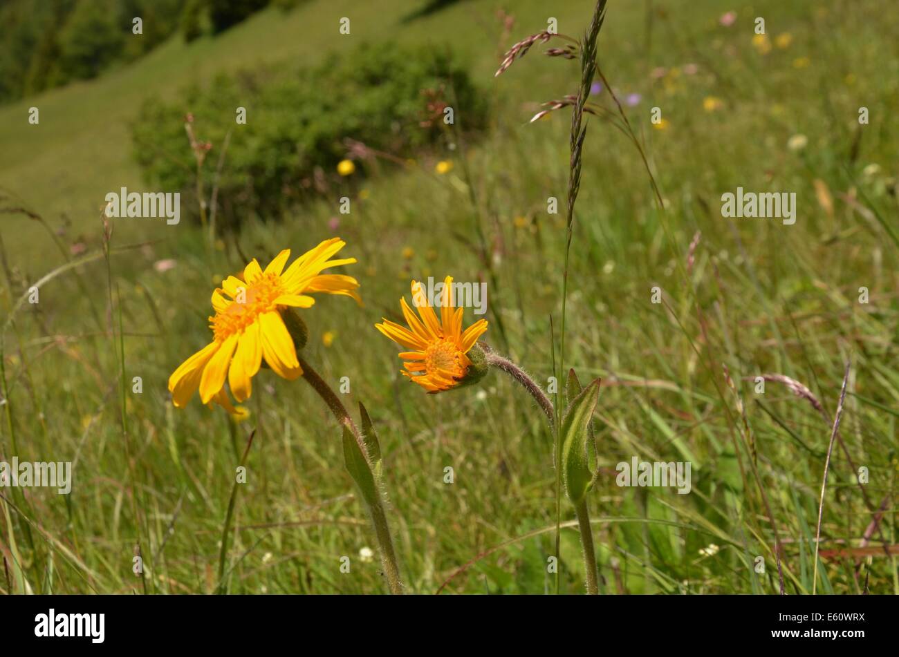 Les plantes alpines ne sont pas limitées à des élévations plus élevées. Cependant, les zones de haute altitude ont une écologie différente de celles qui poussent à des latitudes plus élevées. Banque D'Images