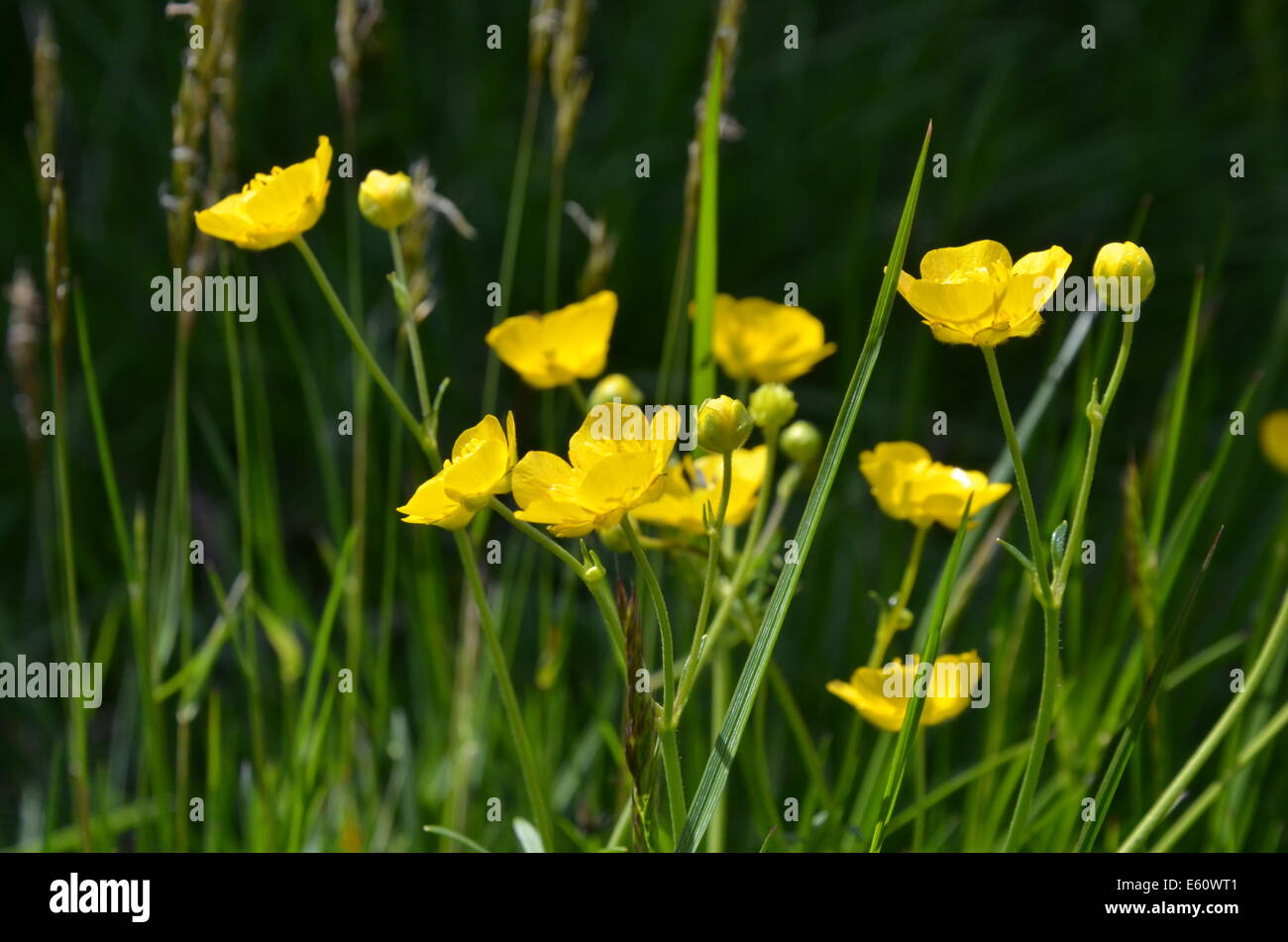 Les plantes alpines ne sont pas limitées à des élévations plus élevées. Cependant, les zones de haute altitude ont une écologie différente de celles qui poussent à des latitudes plus élevées. Banque D'Images