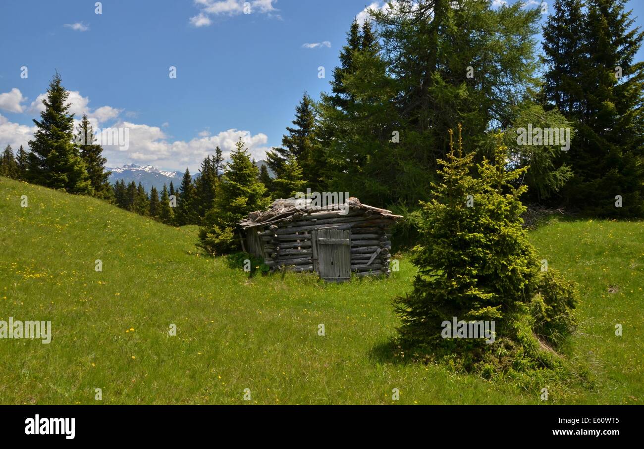 Vallée de Gschnitz, sur le chemin de Blaser hut, prairies alpines avec beaucoup de fleurs, cabane en bois alpin Banque D'Images