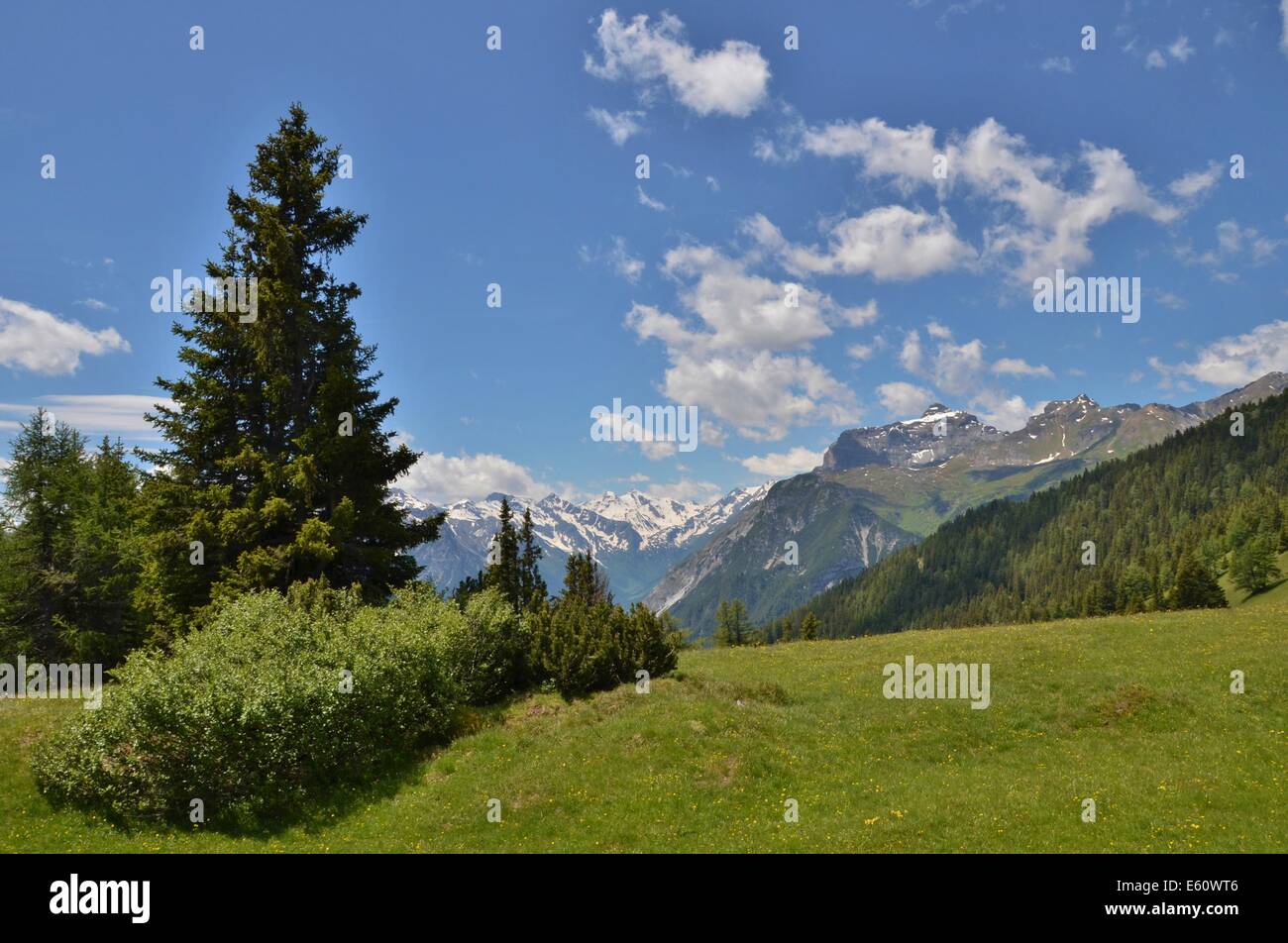 Vallée de Gschnitz, sur le chemin de Blaser hut, prairies alpines avec beaucoup de fleurs, vue de Pitztal Banque D'Images