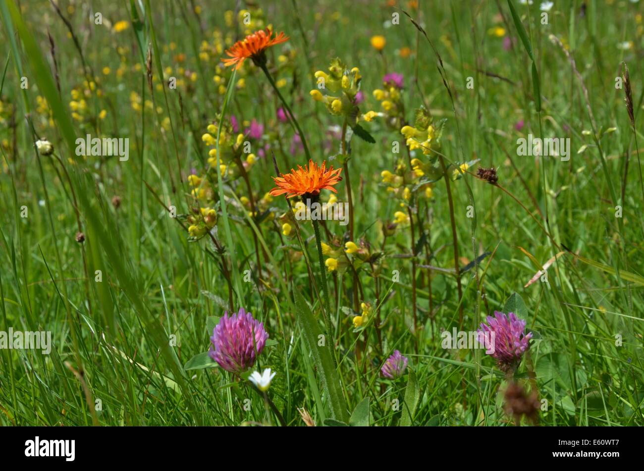 Les plantes alpines ne sont pas limitées à des élévations plus élevées. Cependant, les zones de haute altitude ont une écologie différente de celles qui poussent à des latitudes plus élevées. Banque D'Images