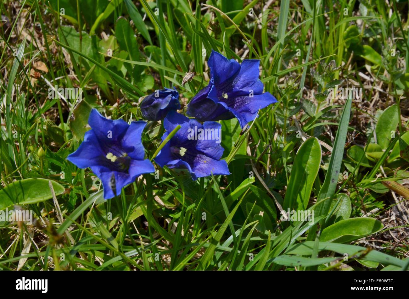 Les plantes alpines ne sont pas limitées à des élévations plus élevées. Cependant, les zones de haute altitude ont une écologie différente de celles qui poussent à des latitudes plus élevées. Banque D'Images