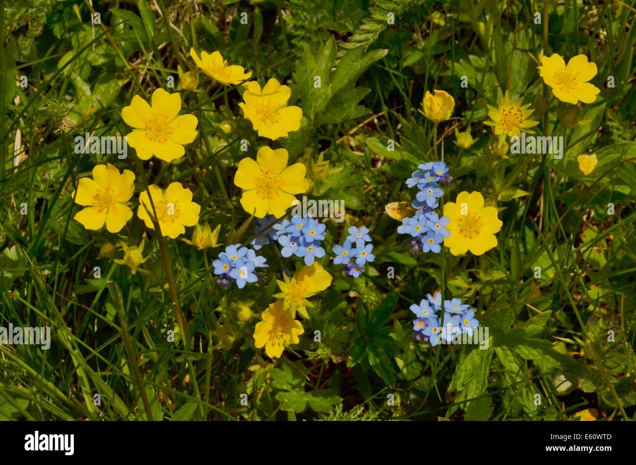 Les plantes alpines ne sont pas limitées à des élévations plus élevées. Cependant, les zones de haute altitude ont une écologie différente de celles qui poussent à des latitudes plus élevées. Banque D'Images