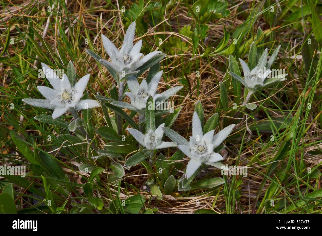 Les plantes alpines ne sont pas limitées à des élévations plus élevées. Cependant, les zones de haute altitude ont une écologie différente de celles qui poussent à des latitudes plus élevées. Banque D'Images