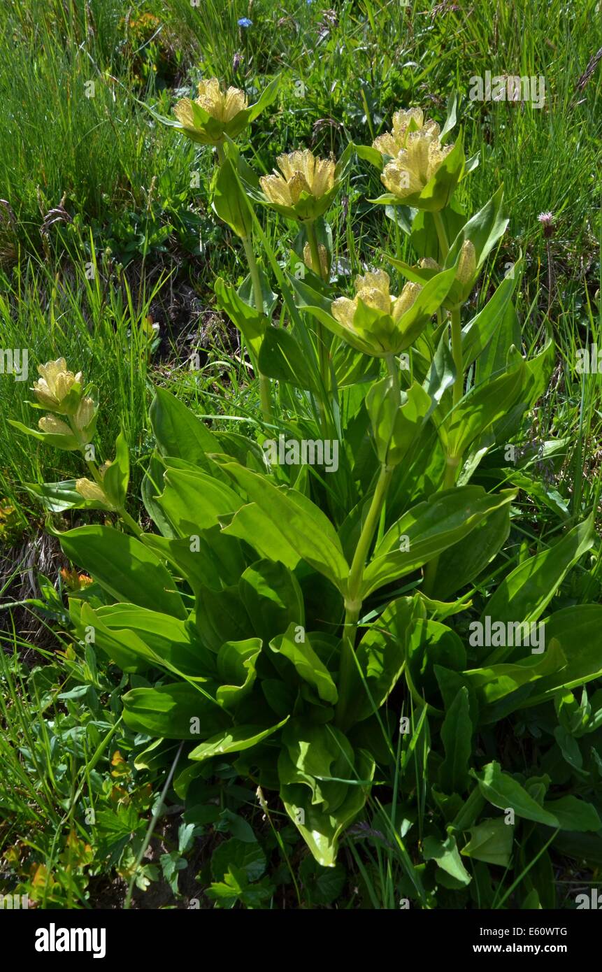 Les plantes alpines ne sont pas limitées à des élévations plus élevées. Cependant, les zones de haute altitude ont une écologie différente de celles qui poussent à des latitudes plus élevées. Banque D'Images