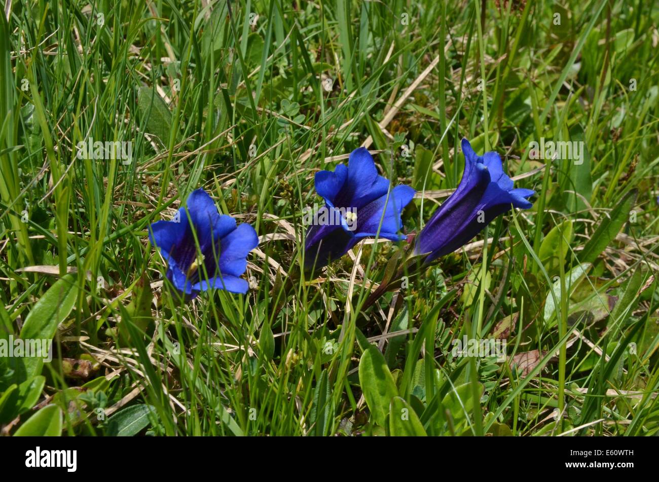 Les plantes alpines ne sont pas limitées à des élévations plus élevées. Cependant, les zones de haute altitude ont une écologie différente de celles qui poussent à des latitudes plus élevées. Banque D'Images