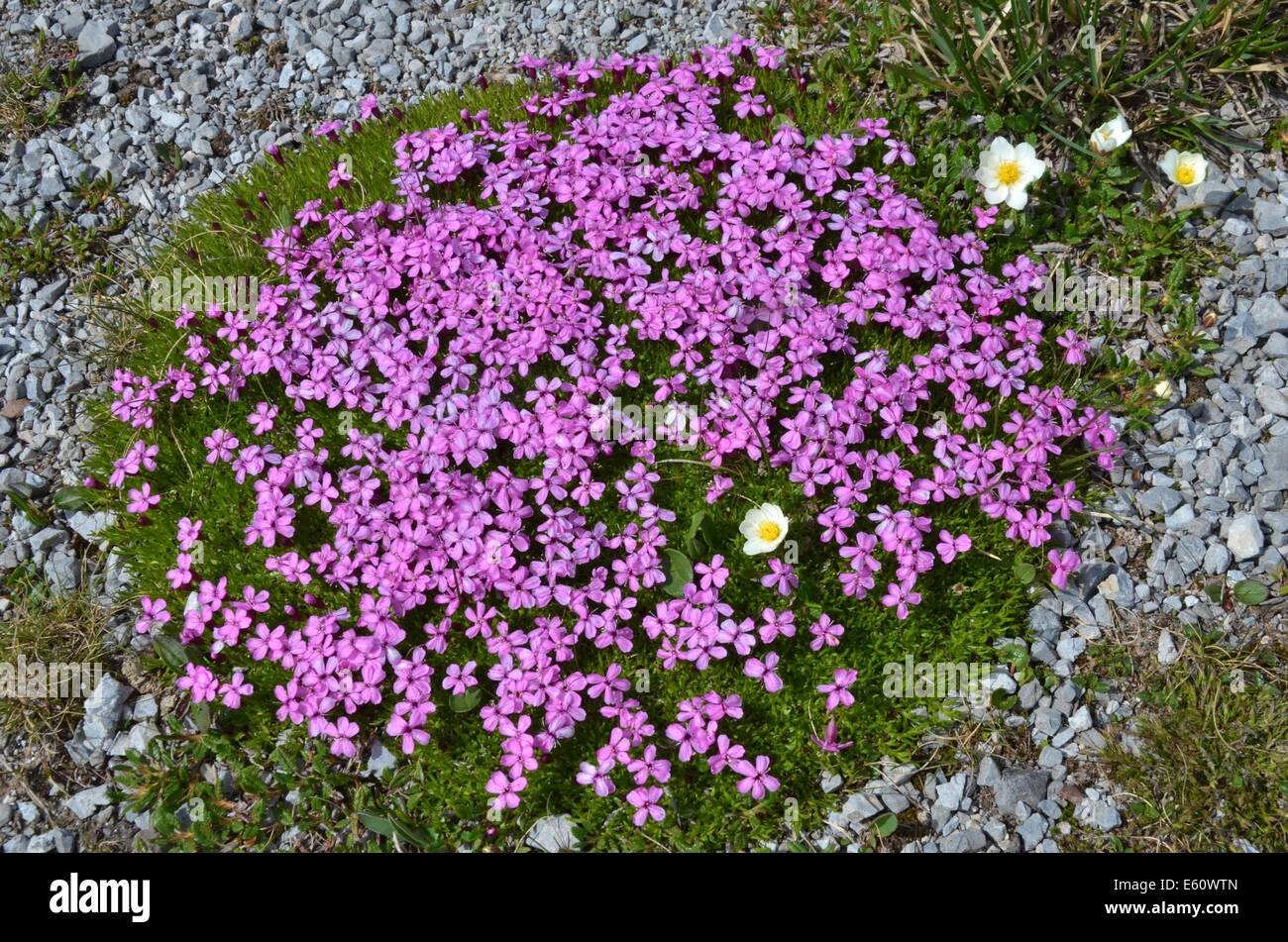Les plantes alpines ne sont pas limitées à des élévations plus élevées. Cependant, les zones de haute altitude ont une écologie différente de celles qui poussent à des latitudes plus élevées. Banque D'Images