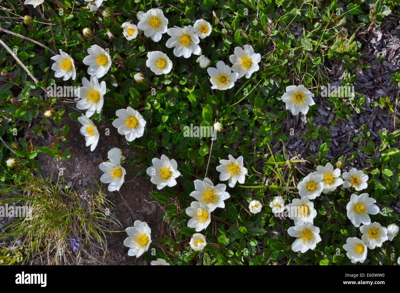 Les plantes alpines ne sont pas limitées à des élévations plus élevées. Cependant, les zones de haute altitude ont une écologie différente de celles qui poussent à des latitudes plus élevées. Banque D'Images