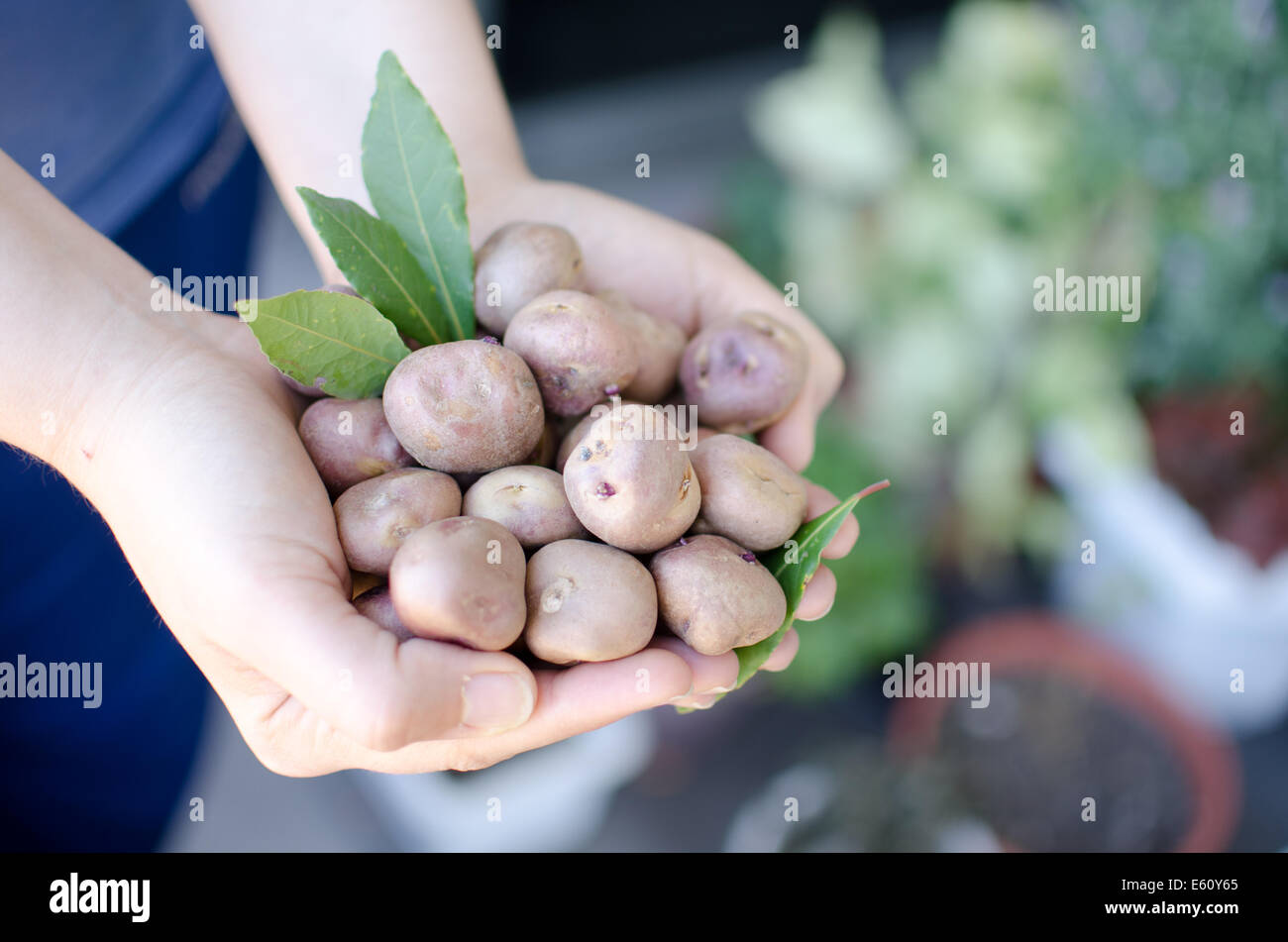 Mains pommes de terre Banque de photographies et d’images à haute