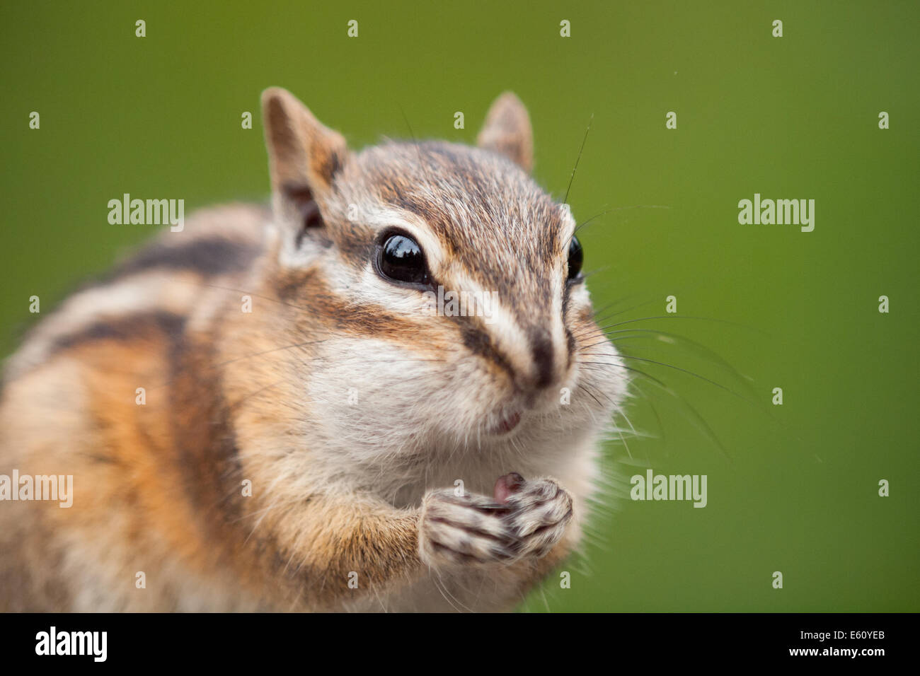 Un mignon le tamia mineur (Tamias minimus) avec joues potelées. Edmonton, Alberta, Canada. Banque D'Images