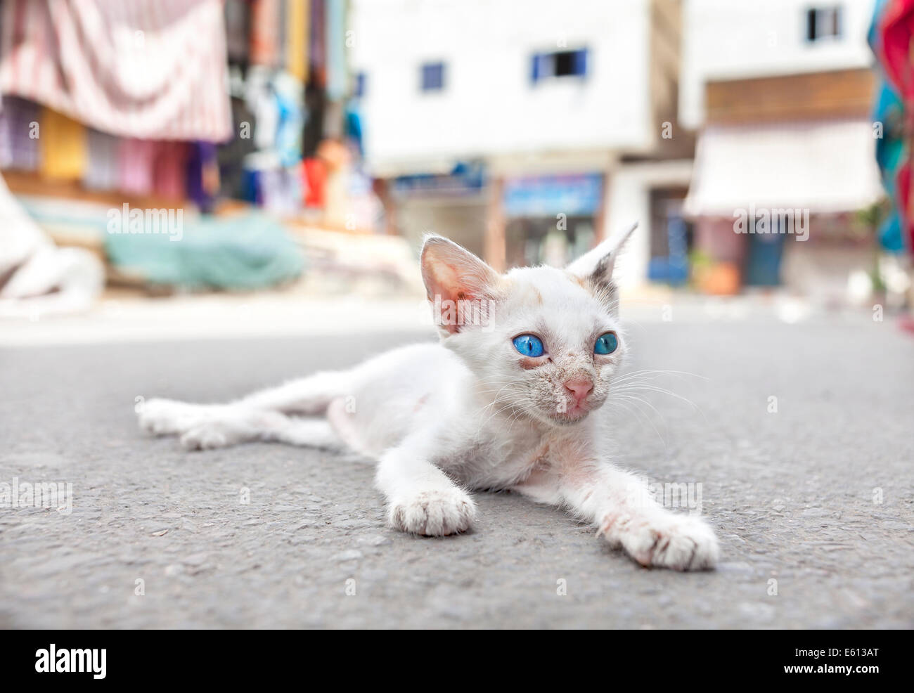 Jeune chat blanc aux yeux bleus dans la rue. Banque D'Images