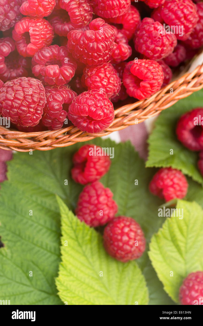 Framboises Bio doux dans un panier en osier Banque D'Images