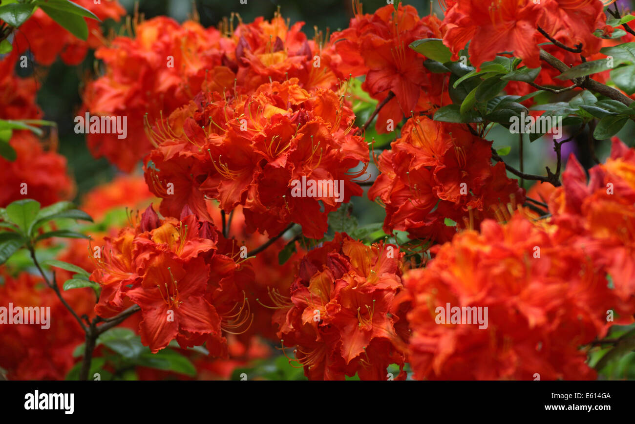 Orange flamboyant, rhododendron, Holme East Wareham, Dorset, England, UK Banque D'Images