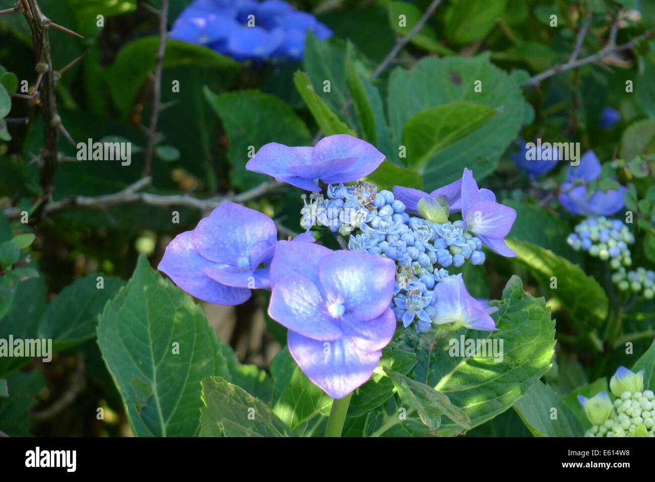 Hortensia bleu fleur Banque D'Images