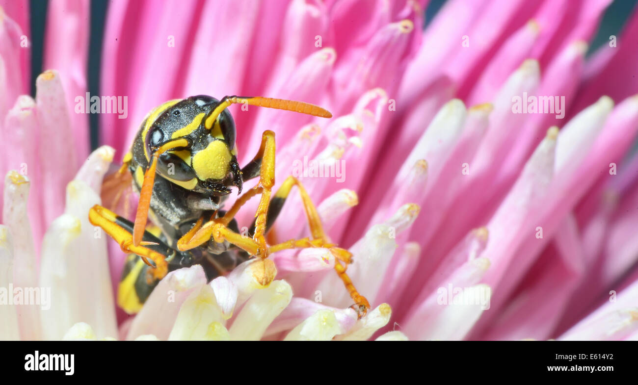 Yellow Jacket (WASP) / Wasp est la collecte du pollen et du nectar des fleurs. Banque D'Images