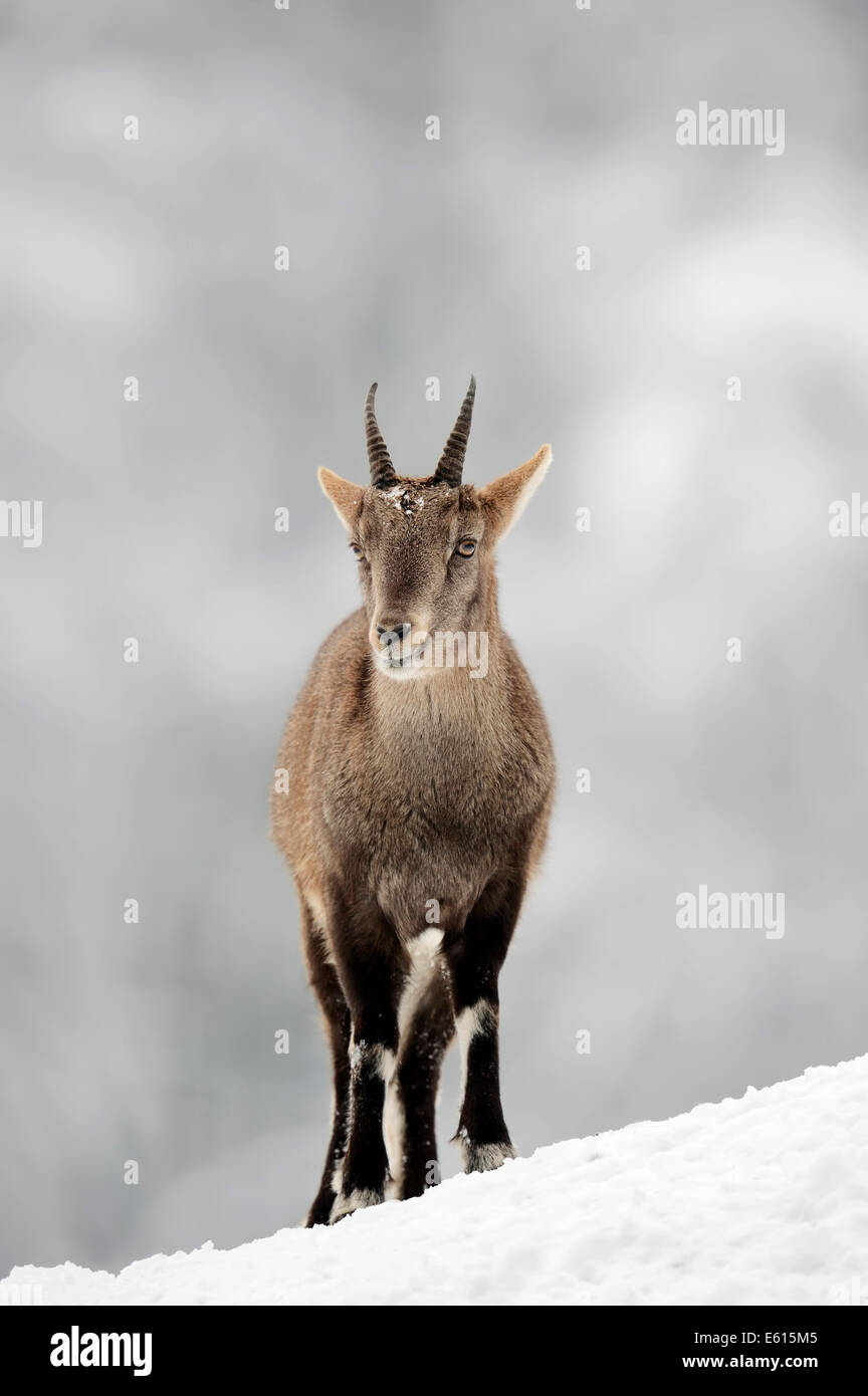 Bouquetin des Alpes (Capra ibex), femme en hiver, Allemagne Banque D'Images