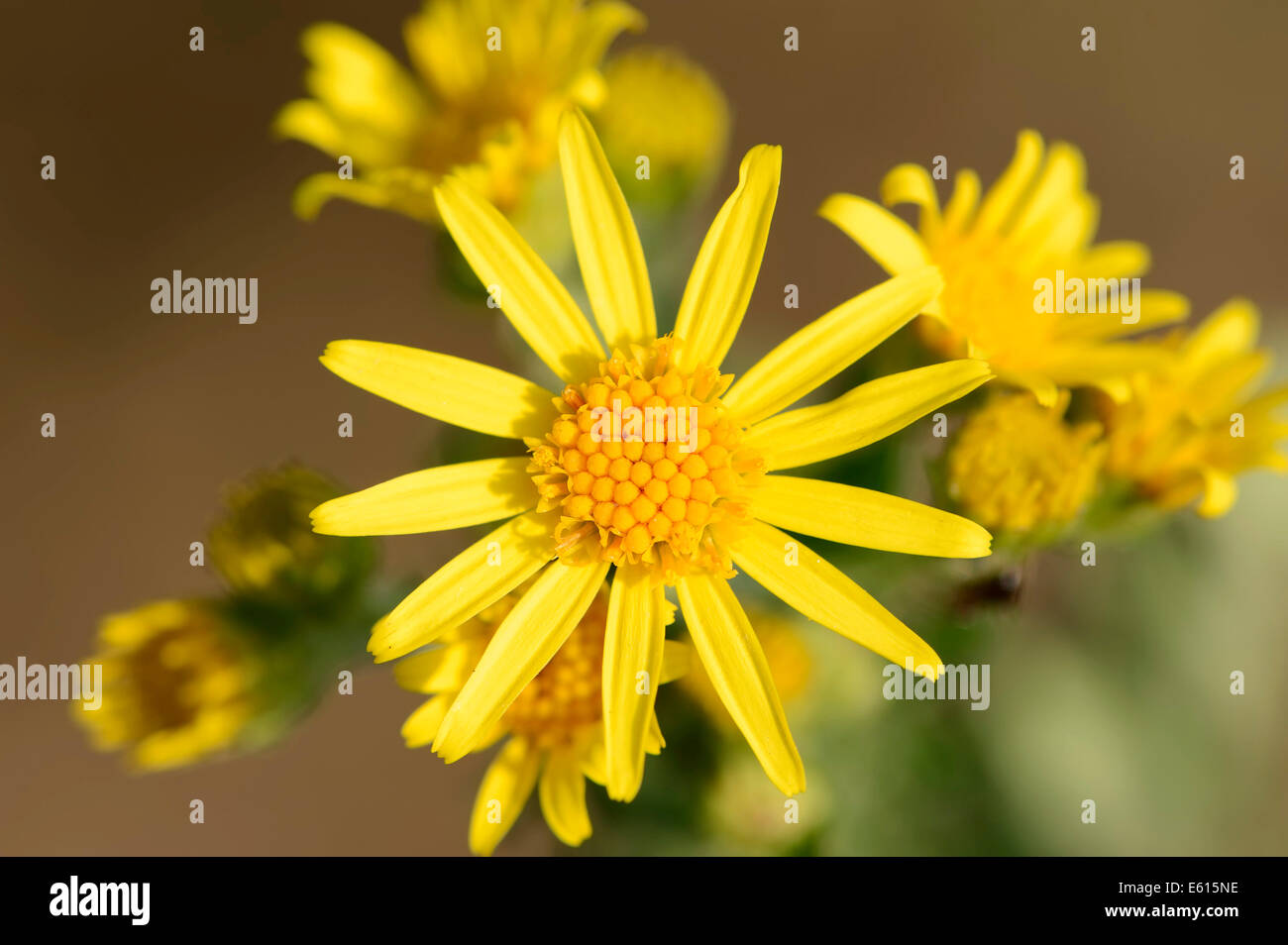 Le séneçon jacobée (Senecio jacobaea Jacobaea vulgaris),, fleurs, Rhénanie du Nord-Westphalie, Allemagne Banque D'Images