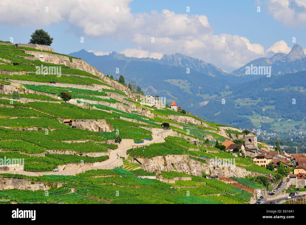 Vignobles en terrasses avec des arbres solitaires, le lac de Genève, Saint-Saphorin, Lavaux, Canton de Vaud, Suisse Banque D'Images
