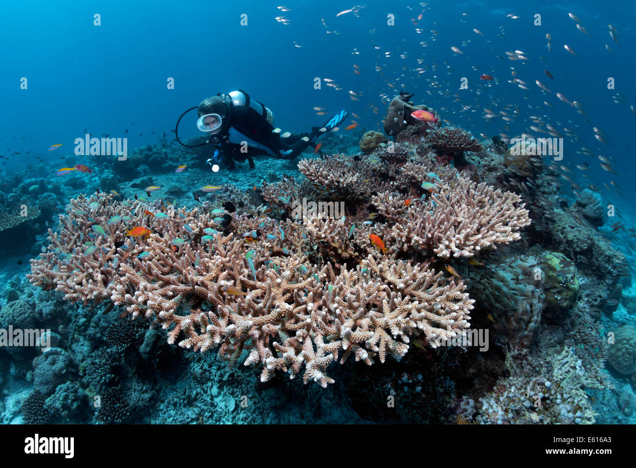 Scuba Diver à un récif de corail, à la recherche de corail Acropora Staghorn ou corail (Acropora sp.), la pierre de corail, divers poissons de corail Banque D'Images